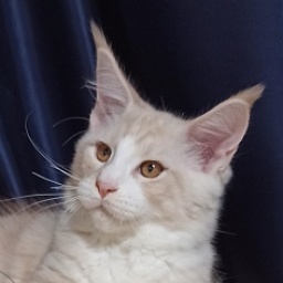 Diamond Paradise Porsche