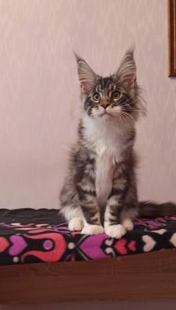 Diamond Paradise  Van Cleef Arpels - Котенок мейн-кун 3 месяца 3 недели