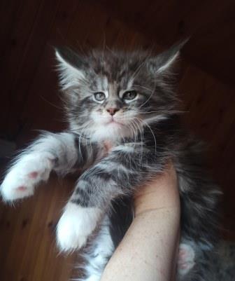 Diamond Paradise  Van Cleef Arpels - Котенок мейн-кун 1 месяц 3 недели