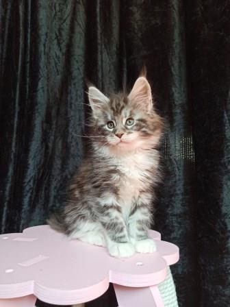 Diamond Paradise  Van Cleef Arpels - Котенок мейн-кун 1 месяц 3,5 недели