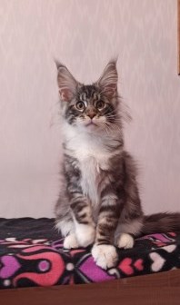 Diamond Paradise  Van Cleef Arpels - Котенок мейн-кун 3 месяца 3 недели