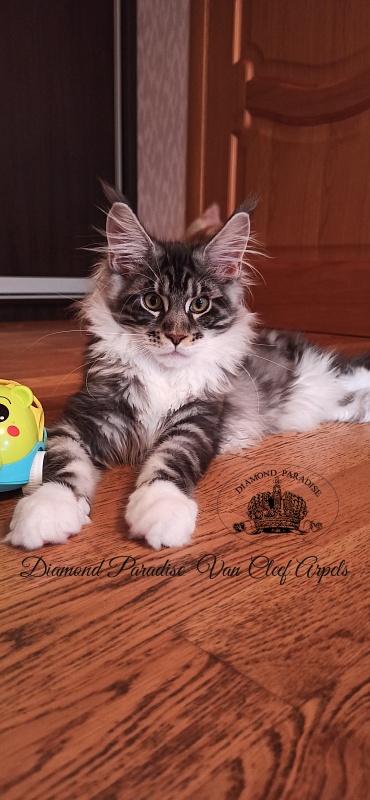 Diamond Paradise  Van Cleef Arpels - Котенок мейн-кун 4 месяца