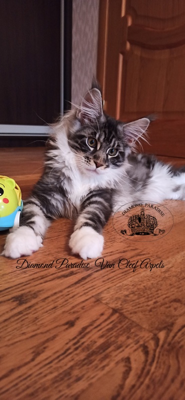 Diamond Paradise  Van Cleef Arpels - Котенок мейн-кун 4 месяца