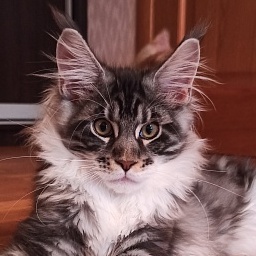 Diamond Paradise  Van Cleef Arpels