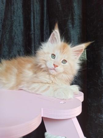 Diamond Paradise  Van Der Graf - Котенок мейн-кун 1 месяц 3,5 недели