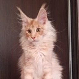 Diamond Paradise  Van Der Graf