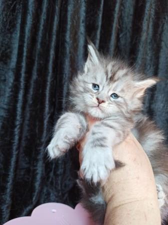 Diamond Paradise  Winston - Kitten maine-coon 1 month