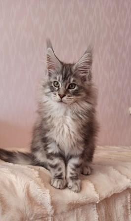 Diamond Paradise  Winston - Kitten maine-coon 2 months 3.5 weeks