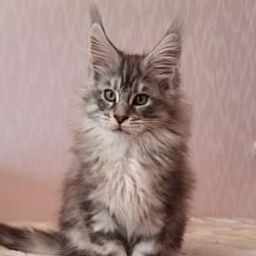 Diamond Paradise  Winston