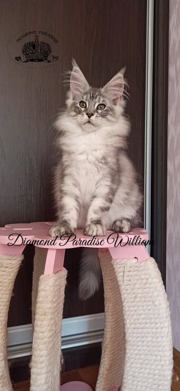 Diamond Paradise William - Kitten maine-coon 3 months 1.5 week