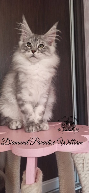 Diamond Paradise William - Kitten maine-coon 3 months 1.5 week