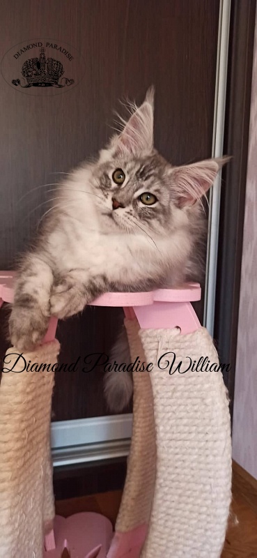 Diamond Paradise William - Kitten maine-coon 3 months 1.5 week