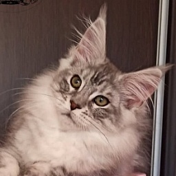 Diamond Paradise William