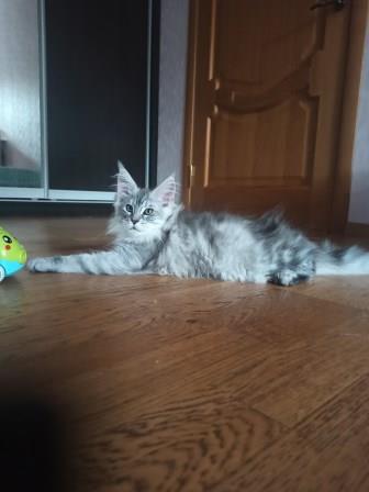 Diamond Paradise William - Kitten maine-coon 3 months 0.5 weeks