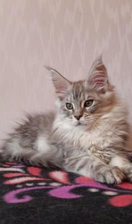 Diamond Paradise William - Kitten maine-coon 2 months 3.5 weeks