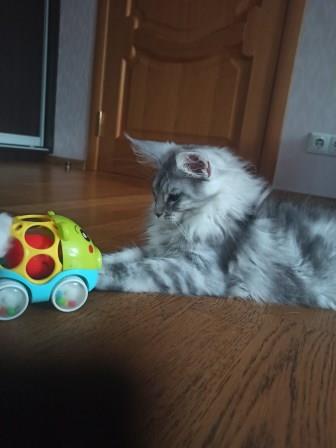 Diamond Paradise William - Kitten maine-coon 3 months 0.5 weeks