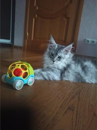 Diamond Paradise William - Kitten maine-coon 3 months 0.5 weeks