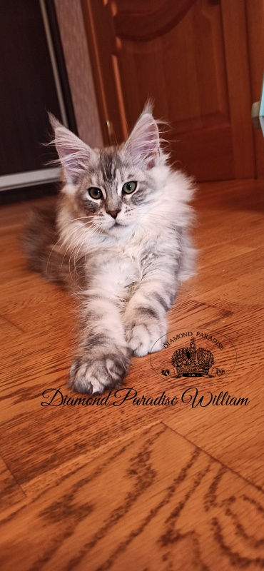Diamond Paradise William - Kitten maine-coon 3 months 0.5 weeks