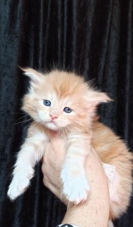 Diamond Paradise Wiksi - Котенок мейн-кун 1 месяц