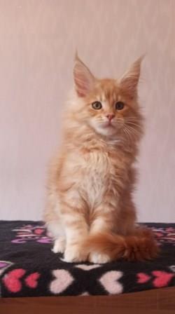 Diamond Paradise Wiksi - Котенок мейн-кун 2 месяца 3,5 недели