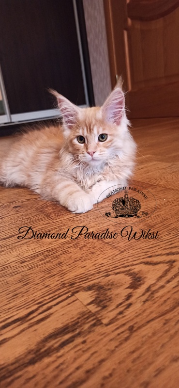 Diamond Paradise Wiksi - Котенок мейн-кун 3 месяца 0,5 недель