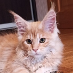 Diamond Paradise Wiksi