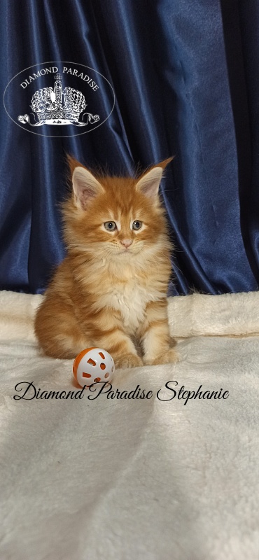 Diamond Paradise Stephanie - Kitten maine-coon 1 month 1 week