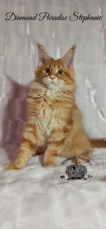 Diamond Paradise Stephanie - Kitten maine-coon 3 months 3 weeks