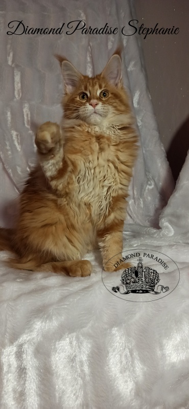 Diamond Paradise Stephanie - Kitten maine-coon 3 months 3 weeks