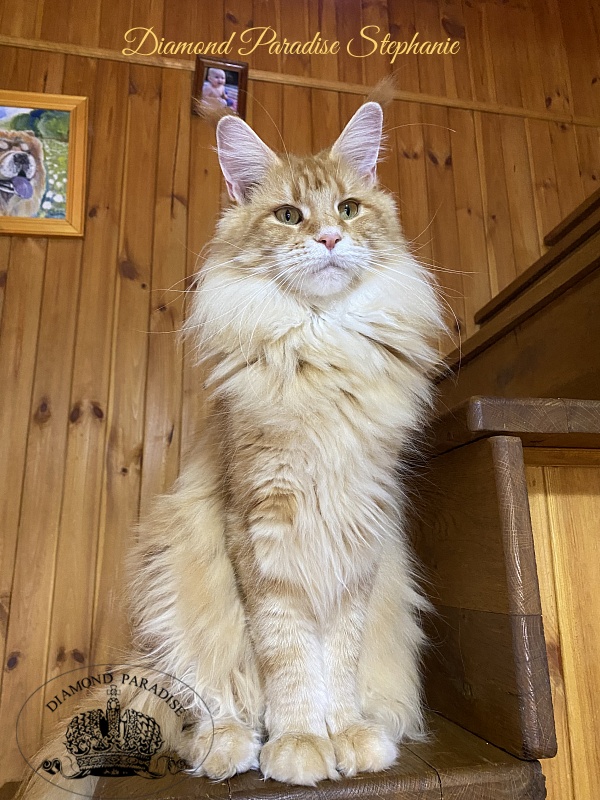 Diamond Paradise Stephanie - Adult maine-coon 2 years 9 months 4 weeks