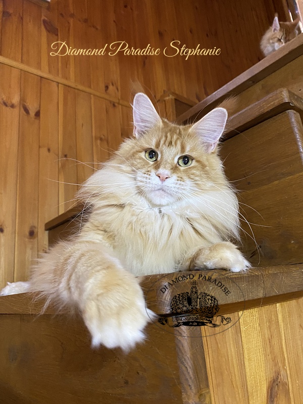 Diamond Paradise Stephanie - Adult maine-coon 2 years 9 months 4 weeks