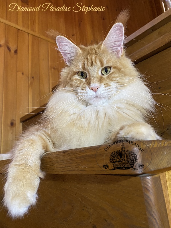 Diamond Paradise Stephanie - Adult maine-coon 2 years 9 months 4 weeks