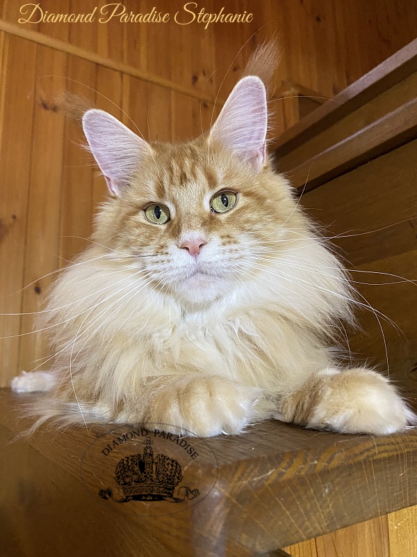 Diamond Paradise Stephanie - Adult maine-coon 2 years 9 months 4 weeks