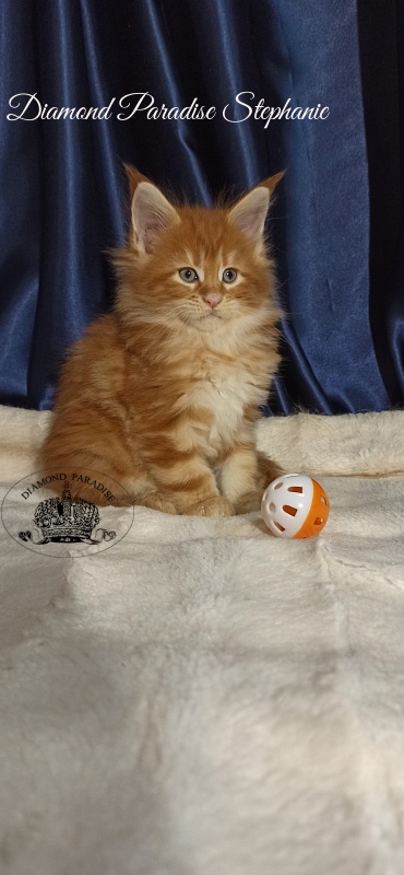 Diamond Paradise Stephanie - Kitten maine-coon 1 month 1 week