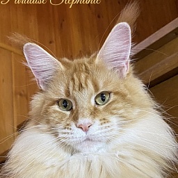 Diamond Paradise Stephanie