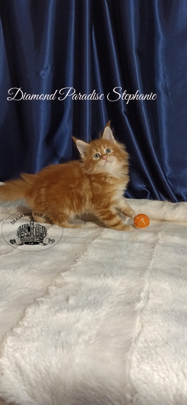 Diamond Paradise Stephanie - Kitten maine-coon 1 month 1 week