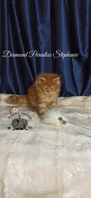 Diamond Paradise Stephanie - Kitten maine-coon 1 month 1 week