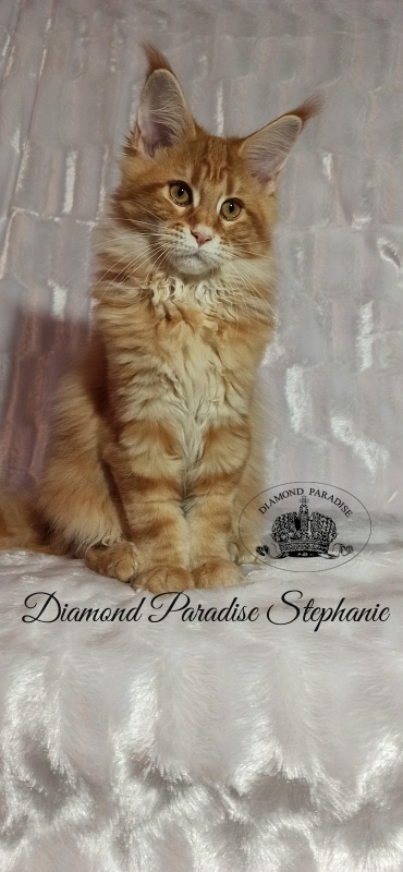 Diamond Paradise Stephanie - Kitten maine-coon 3 months 3 weeks