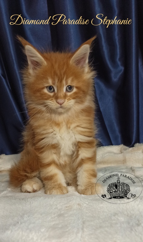 Diamond Paradise Stephanie - Kitten maine-coon 1 month 1 week
