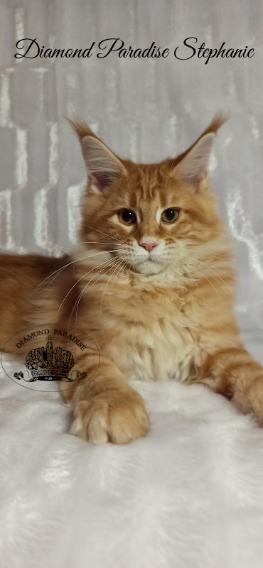 Diamond Paradise Stephanie - Kitten maine-coon 3 months 3 weeks
