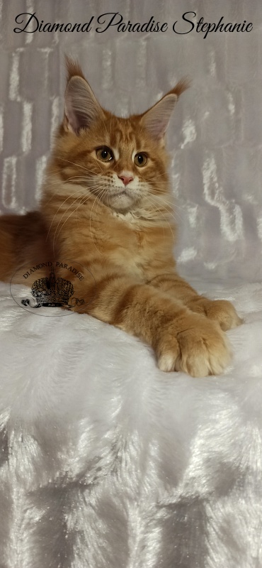 Diamond Paradise Stephanie - Kitten maine-coon 3 months 3 weeks