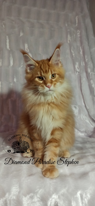 Diamond Paradise Stephen - Kitten maine-coon 3 months 3 weeks