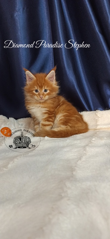 Diamond Paradise Stephen - Kitten maine-coon 1 month 1 week