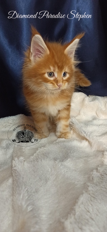 Diamond Paradise Stephen - Kitten maine-coon 1 month 1 week