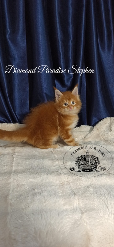 Diamond Paradise Stephen - Kitten maine-coon 1 month 1 week