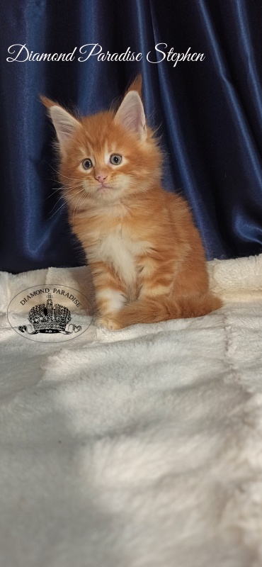 Diamond Paradise Stephen - Kitten maine-coon 1 month 1 week