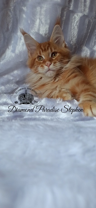 Diamond Paradise Stephen - Kitten maine-coon 3 months 1 week
