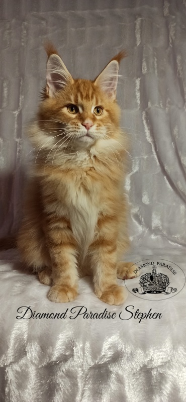 Diamond Paradise Stephen - Kitten maine-coon 3 months 3 weeks
