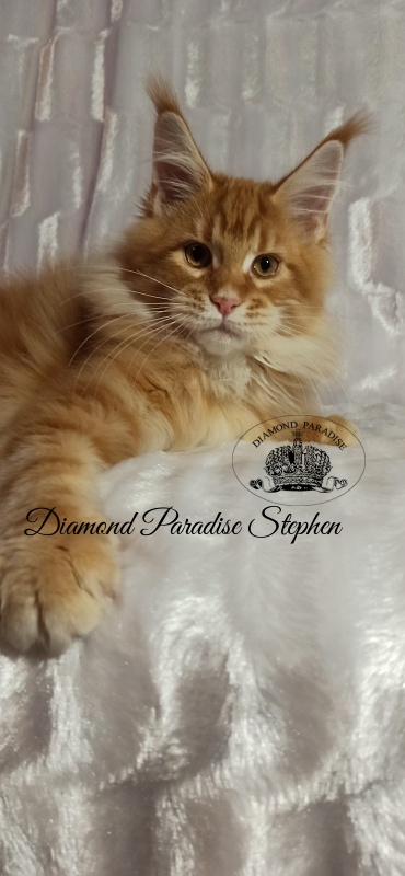 Diamond Paradise Stephen - Kitten maine-coon 3 months 3 weeks