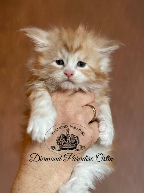 Diamond Paradise Ostin - Kitten maine-coon 1 month 0.5 weeks